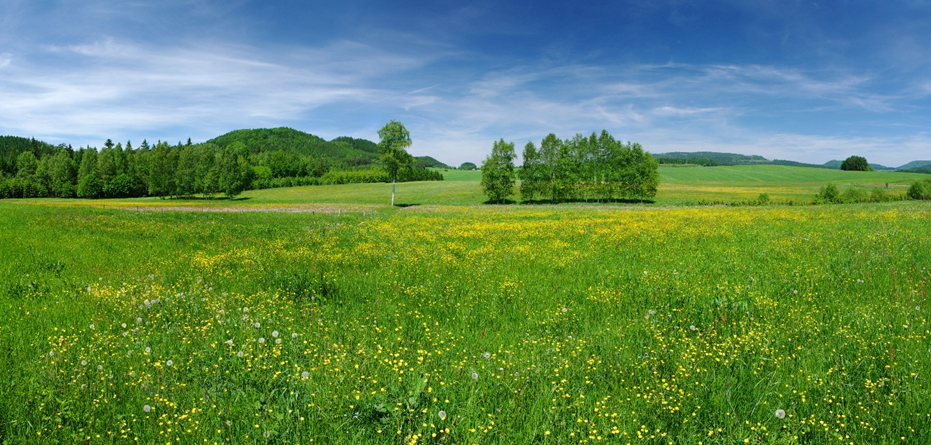 Grasslands such as meadows support a wide range of flora and fauna, including important pollinators such as bees and butterflies.